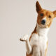 Luce Pet